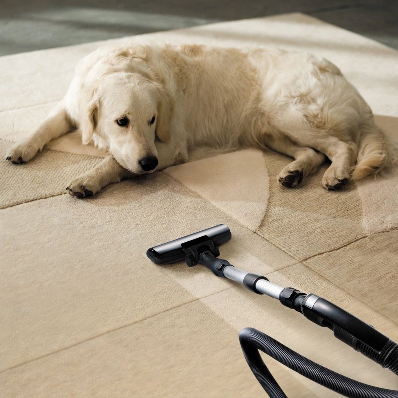 white Labrador it's not scared of vacuum cleaner in Columbia, TN